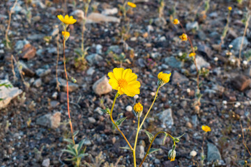 Close-Up of Desert Gold Flower Against Rocky Background with Soft Bokeh, Death Valley National Park