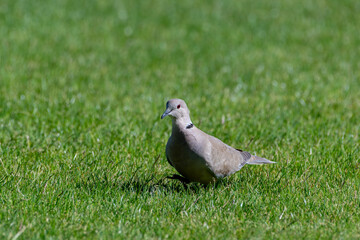 Close-Up of Eurasian Collared Dove Walking in Green Grass at The Ranch, Death Valley National Park