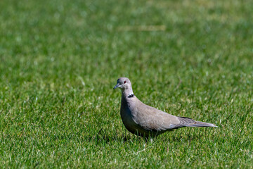 Close-Up of Eurasian Collared Dove Walking in Green Grass at The Ranch, Death Valley National Park