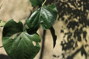 green leaves on the wall