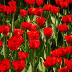 Fototapeta premium Red Tulips in Bloom