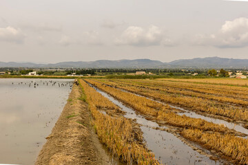 Arrozal, campo inundado donde se cultiva arroz, después de su cosecha , en el Delta del Ebro, España
