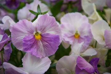 Fototapeta premium Violet and White Pansies in Bloom