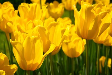 Bright Yellow Tulips in the Garden