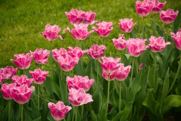 Pink Tulips with Fringed Petals