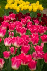 Colorful Tulip Field in Bloom
