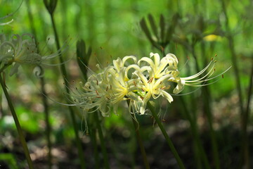 白い彼岸花（秋イメージ）