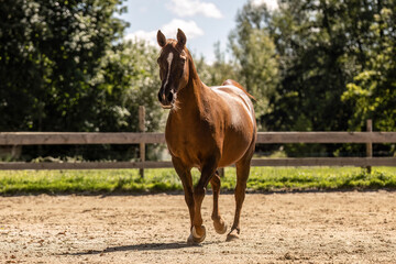 Chestnut Arabian Lewitzer crossbreed horse trotting on riding arena