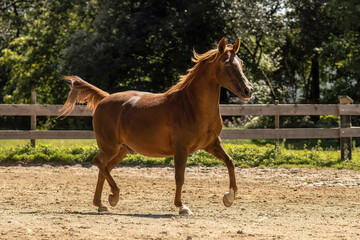 Chestnut Arabian Lewitzer crossbreed horse trotting on riding arena