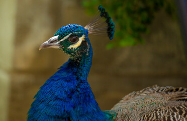 Obraz premium PAVO REAL