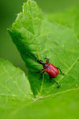 A small red beetle on a green leaf.
