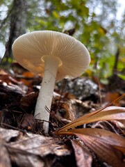 white mushroom on wet forest floor in Wisconsin, shot from underneath looking up