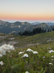 Naklejka premium white wildflowers across a meadow top of Crystal Mountain overlooking Mount Rainier National Park wilderness in Washington state