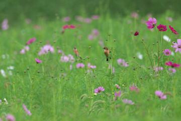 Many cosmos buds looking forward to blooming in full bloom