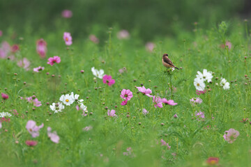 Many cosmos buds looking forward to blooming in full bloom