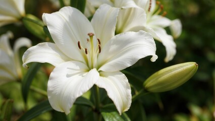 Fototapeta premium White Lily Flower Close-up Elegant Bloom Nature Garden
