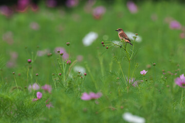 Common Stonechat eats insects in the cosmos field and nourish them on the way back to Southeast Asia