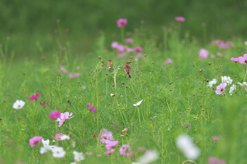 Many cosmos buds looking forward to blooming in full bloom