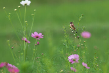 Common Stonechat eats insects in the cosmos field and nourish them on the way back to Southeast Asia