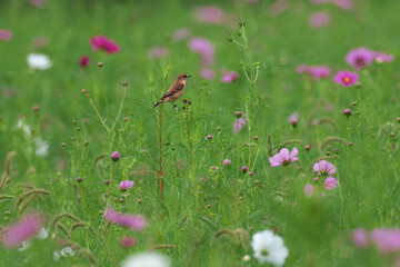 Many cosmos buds looking forward to blooming in full bloom