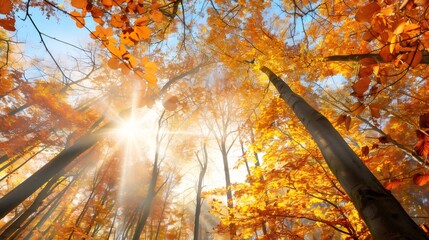 Autumn tree canopy changing leaves with radiant sun