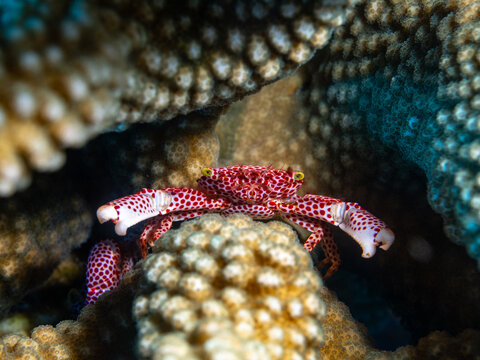 Rust-spotted Guard Crab Trapezia rufopunctata