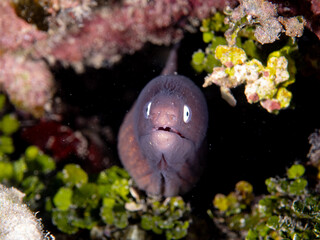 White-eyed Moray Eel in a hole in coral reef © Wildiaries