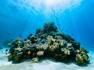 Coral reef bommie in Fiji © Wildiaries