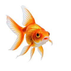 Fototapeta premium Close-up of a vibrant orange goldfish with detailed fins and scales on a black background
