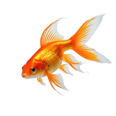 Fototapeta premium Bright orange goldfish with long fins, isolated against a black background