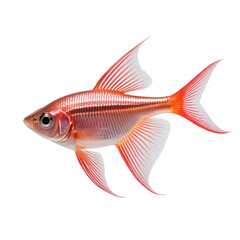 Fototapeta premium Radiant red fish with elegant fins and scales, isolated on black backdrop