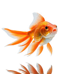 Majestic golden fish with flowing fins, reflecting in a dark abyss