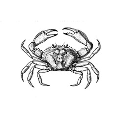 Hand-drawn Crab Illustration, Vintage Sea Life Print, Old Engraving Style, Rustic Ocean Animal Sketch, Monochrome Marine Crustacean Art, antique marine