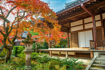 Japanese Maple tree in autumn colors at Tenryū-ji Shrine in Kyoto. Japan