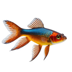 Fototapeta premium Colorful iridescent fish with vibrant fins, scales, and eye