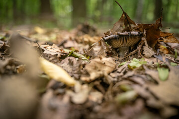 Inedible mushroom growing in a deciduous forest.
