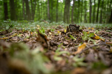 Inedible mushroom growing in a deciduous forest.
