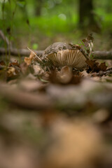 Inedible mushroom growing in a deciduous forest.
