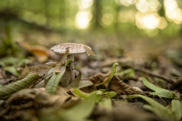 Inedible mushroom growing in a deciduous forest.
