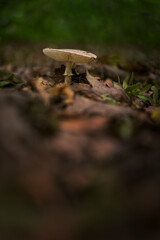 Inedible mushroom growing in a deciduous forest.
