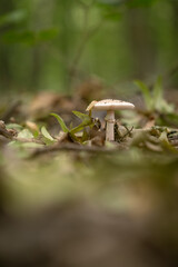 Inedible mushroom growing in a deciduous forest.

