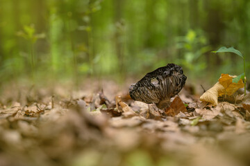 Inedible mushroom growing in a deciduous forest.
