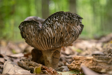 Inedible mushroom growing in a deciduous forest.
