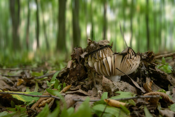 Inedible mushroom growing in a deciduous forest.
