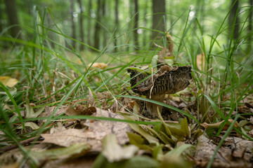 Inedible mushroom growing in a deciduous forest.
