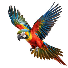 Fototapeta premium Vibrant macaw soaring with spread wings, colorful plumage, black background