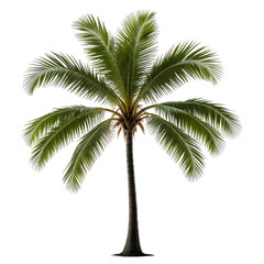 Obraz premium Isolated tropical palm tree, green leaves, black background, clean