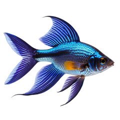 Fototapeta premium Vivid blue fish with flowing fins, detailed, isolated on black