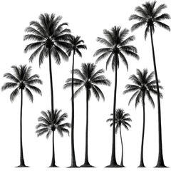 Grayscale image of several tall palm trees, a monochrome scene