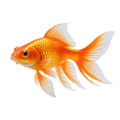 Fototapeta premium A vibrant orange goldfish with flowing fins on black background